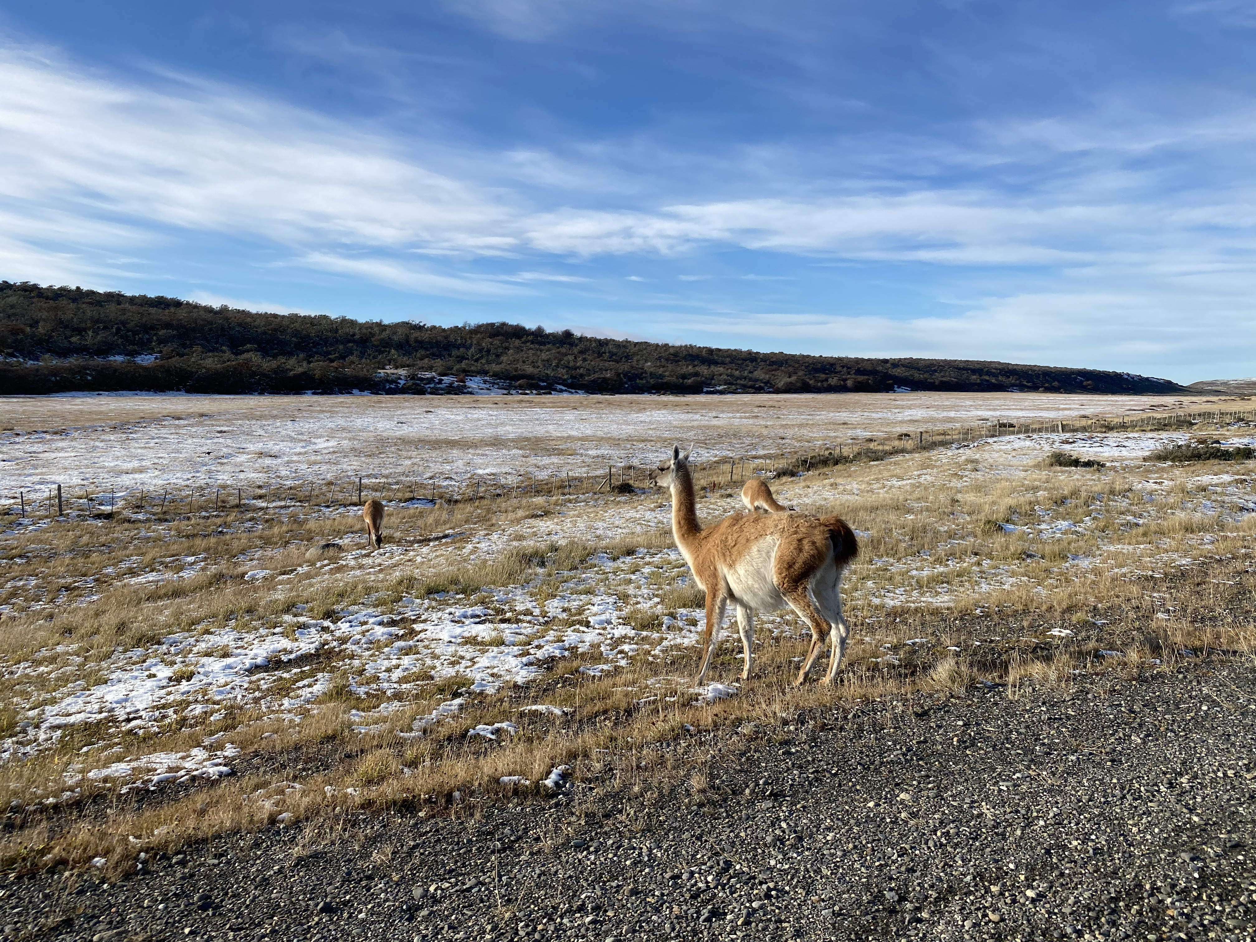 Guanacos en la ruta 9 de Punta Arenas